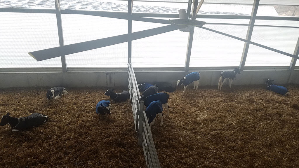Whitman Calf Barn Project