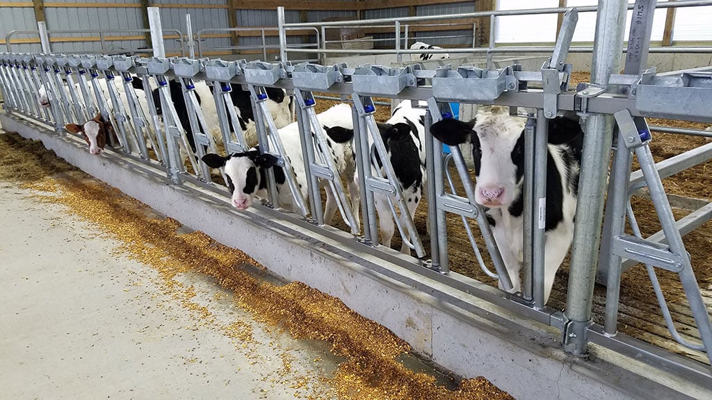 Whitman Calf Barn Project