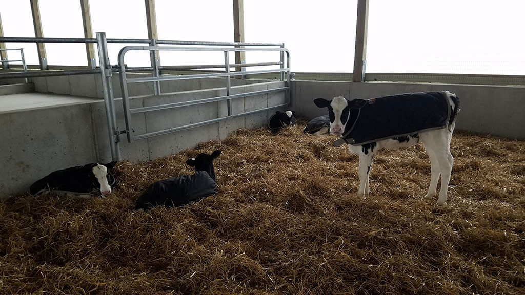 Whitman Calf Barn Project